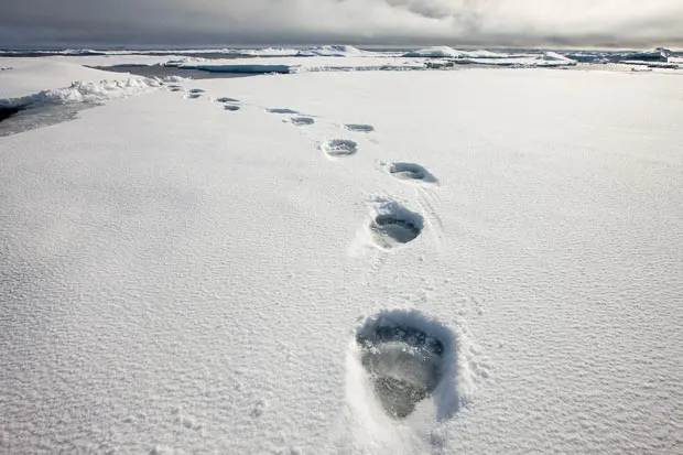 polar-bear-prints_1599248i