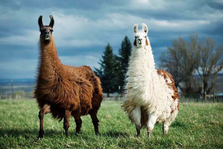 http---mashable.com-wp-content-gallery-13-llamas-in-support-of-llama-freedom-llamas-in-support-of-freedom-11